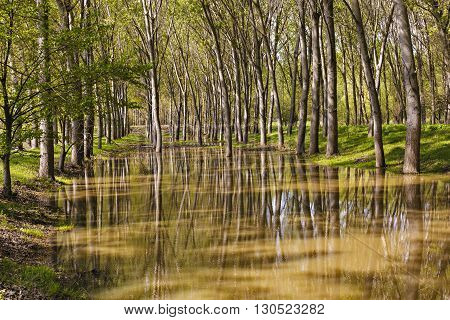 Landscape with a forest of hornbeam trees in marshes with reflection on water