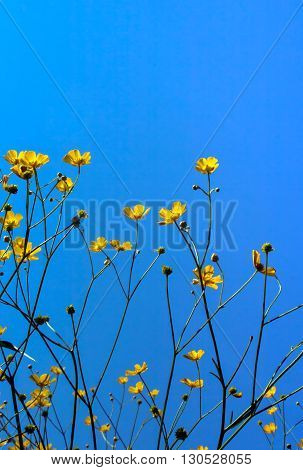 Yellow buttercups on a blue sky summer background
