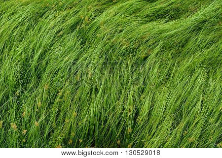 Cocograss close up beautiful green Nut grass pattern from garden