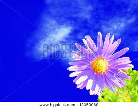 Heldere violette bloemen tegen de donker blauwe bewolkte hemel