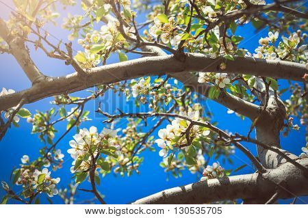 Blooming pear tree with flowers on branches against clear sky, view from below