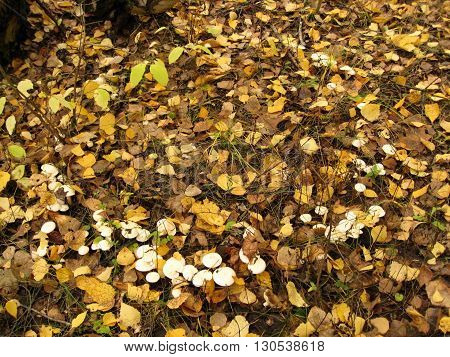 Group of mushrooms in a ring. Central Russia