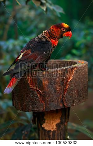 Single dusky lory (Pseudeos fuscata) sitting together on a platform