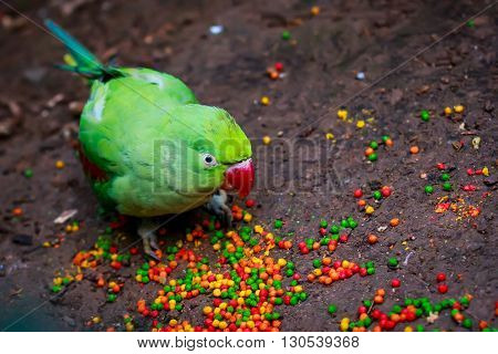 Alexandrian parrot (Psittacula eupatria) closeup eating fodder
