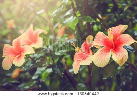 Pink Chinese hibiscus ( Hibiscus rosa ) closeup