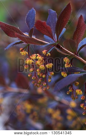 Blooming yellow flowers of barberis plant closeup