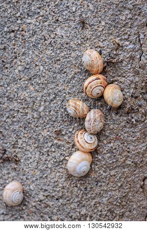 Snail colony (Cornu aspersum) on the wall closeup