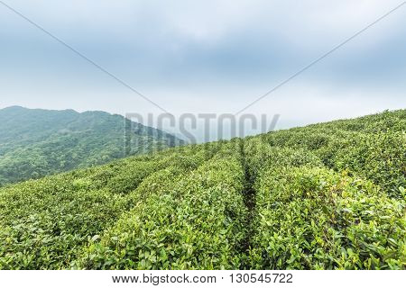green tea plantation against cloudy sky in lushan mountain China