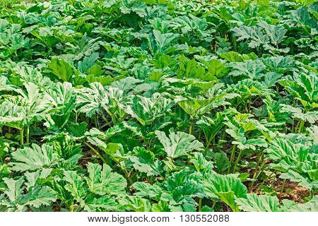 Lush green thickets of Sosnovsky hogweed in spring time