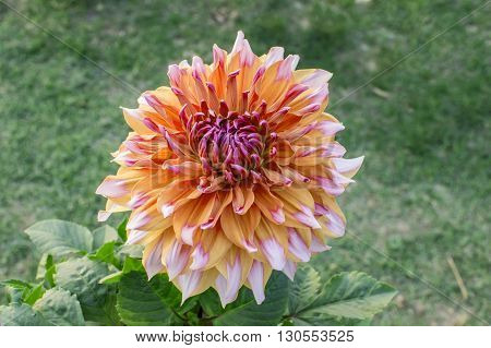 Unique and exotoc dahlia flower with stripes