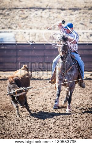 Wickenburg, USA - February 5, 2013: Riders compete in a team roping competition in Wickenburg, Arizona, USA