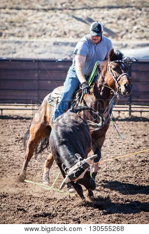 Wickenburg, USA - February 5, 2013: Riders compete in a team roping competition in Wickenburg, Arizona, USA
