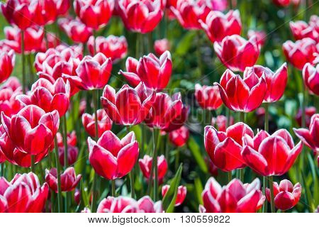 Tulip. Beautiful bouquet of tulips. colorful tulips. tulips in springcolourful tulip