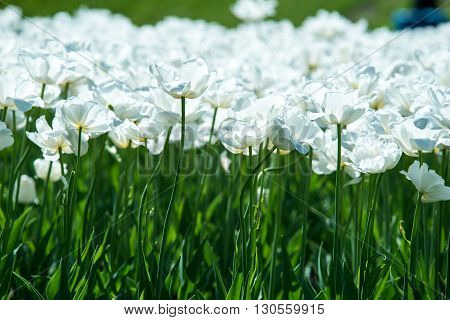 Tulip. Beautiful bouquet of tulips. colorful tulips. tulips in springcolourful tulip