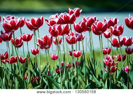 Tulip. Beautiful bouquet of tulips. colorful tulips. tulips in springcolourful tulip