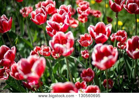 Tulip. Beautiful bouquet of tulips. colorful tulips. tulips in springcolourful tulip
