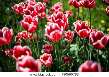 Tulip. Beautiful bouquet of tulips. colorful tulips. tulips in springcolourful tulip