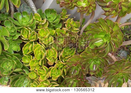 Aeonium arboreum, also called tree houseleek, Irish rose, succulent plant growing in Australia