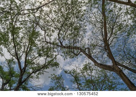 Under the Big tree uprisen angle to top Naturally beautiful tree in the garden