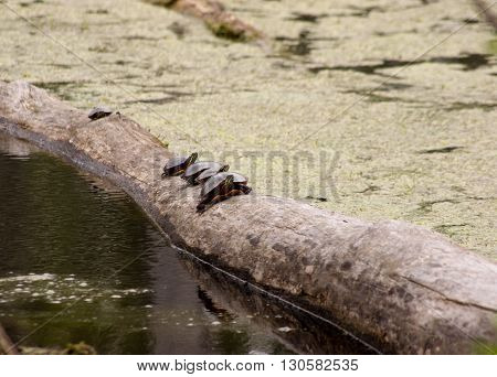 row of painted turtles on a log in a small swamp.