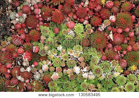 Houseleek Plant Background