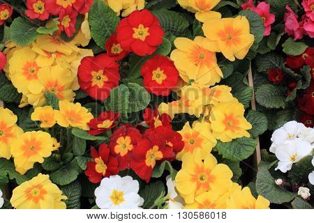 Spring Polyanthus Flowers
