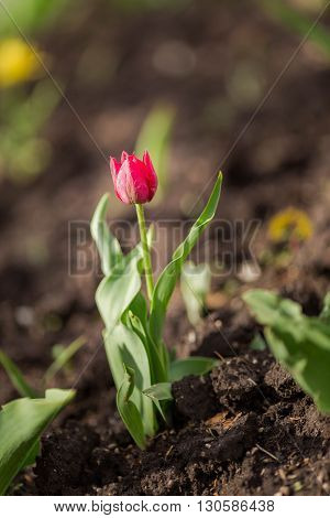A single red tulip with green leaves