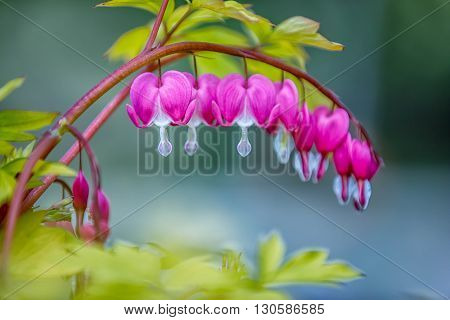Branch of pink bleeding hearts flower with leaves