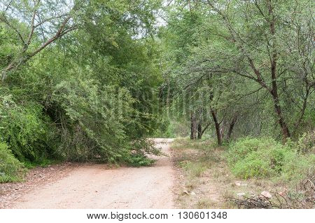 A fallen tree on the road through the Wilderness area in the Baviaanskloof (baboon valley)