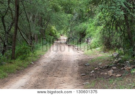 The road through the wilderness area in the Baviaanskloof (baboon valley) passes through dense forest