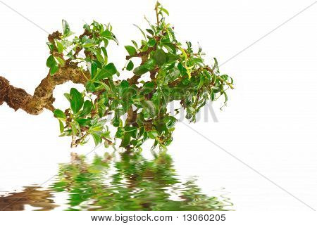 Bonsai