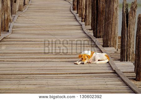 Moody Image Of Dog Lying On Textured Wooden Boardwalk