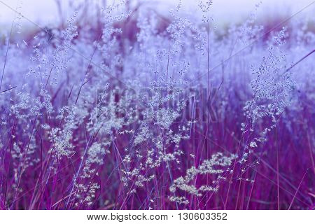 Close up of poaceae grass flower for backgound