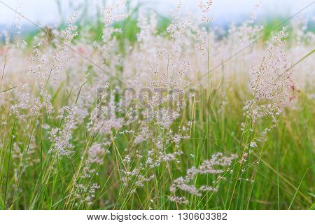 Close up of poaceae grass flower for background