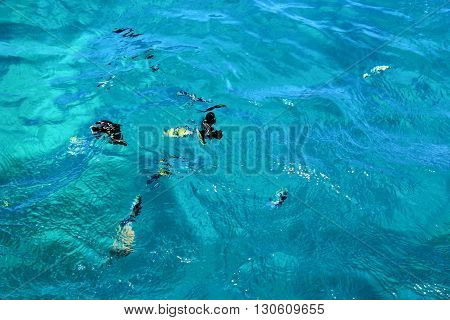 Fish swimm in the Sea.  Sea blue Water Background.