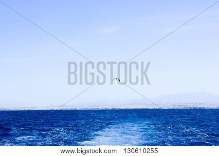 Seagull flying after the ship. Sea Blue Water background.