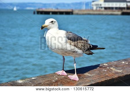 Seagull on a wooden rail looking at camera
