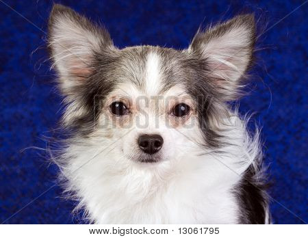 Chihuahua