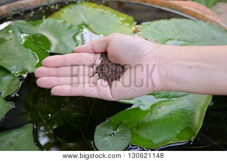 Human hand is feeding to the fish