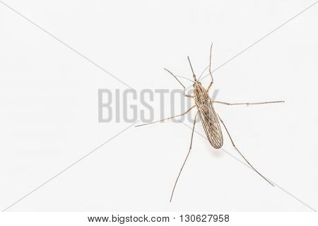Mosquito on a white background, macro photo