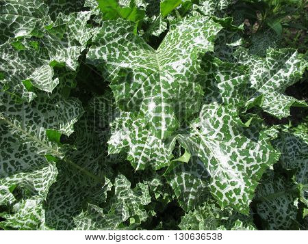 Mary thistle in herb garden for herbal medicine