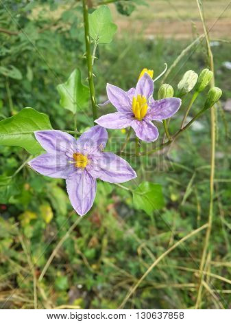 close up Solanum trilobatum flower in nature garden