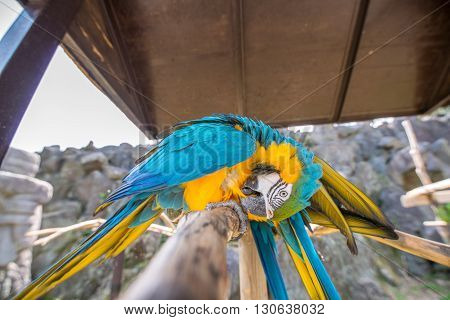 A colorful parrot on branch at zoo
