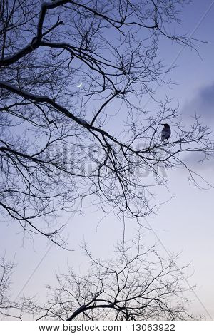 Crow
