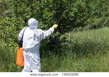 Pesticide spraying. Fruit tree spraying with pesticides in in the orchard