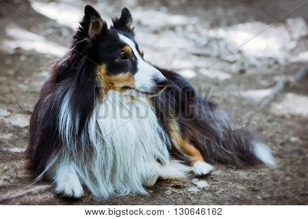 Sheltie dog lies on the forest floor out of focus.