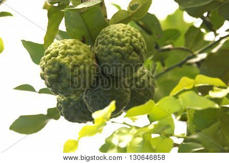 Bergamot herb Thailand. Bergamot Fruit With Leaf. Bergamot fruit with leaf, tropical fruit ,herbal