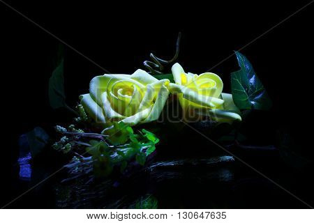 close-up flower rose in black background in dark