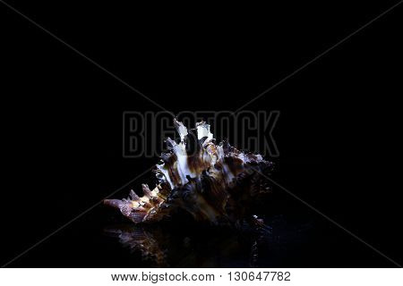 white sea Shells isolated on black background.