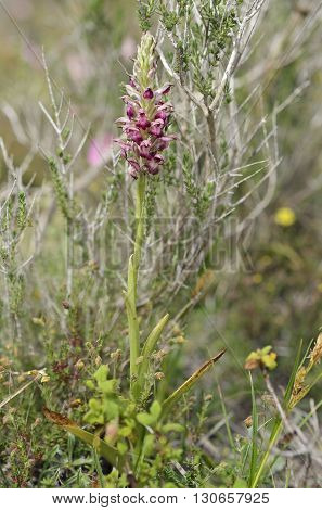 Bug Orchid - Orchis fragrans Flower in habitat